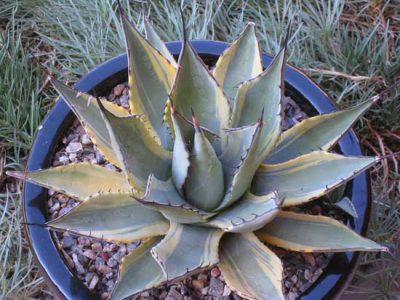 Green Thumb Awards Image